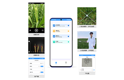 金门县小麦亩穗数分析仪IN-XM02